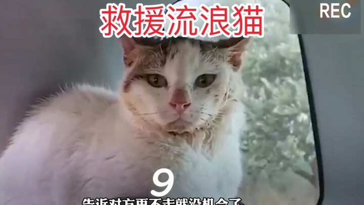 A stray cat actually hid in an elderly man’s car and refused to leave. The kind-hearted man took it 
