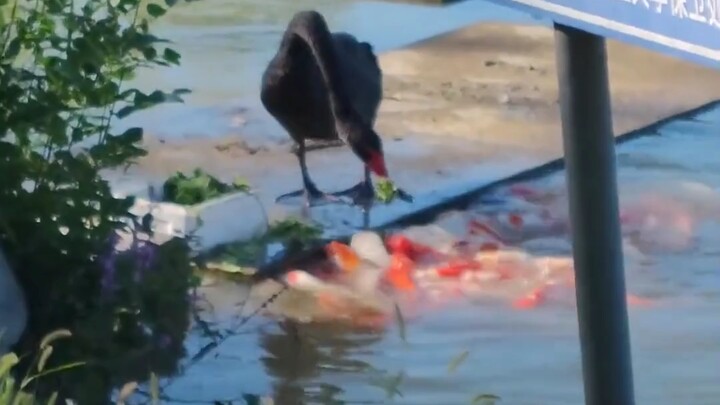 Turns out, it was the one feeding the fish during the holidays.
