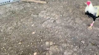 black velcro vs Joe goode