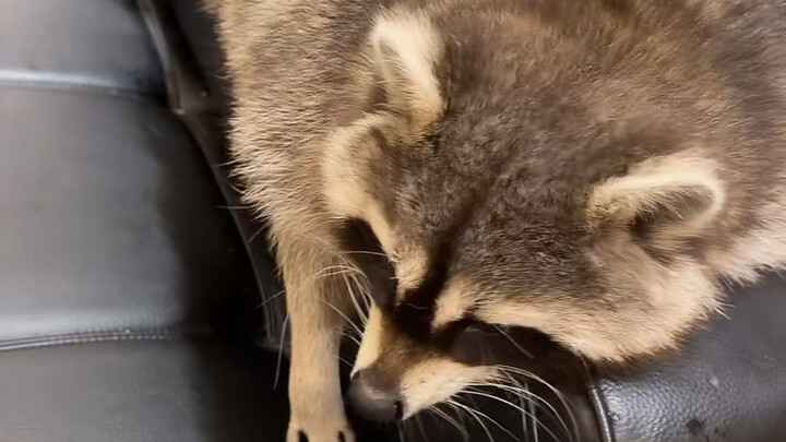 This is Raccoon Xiaoxiao