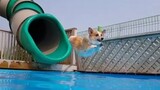 Funny Dogs on Water Slides Compilation (2018)