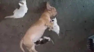 Puppy Dog Caring This Newly Born Kitten