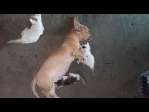 Puppy Dog Caring This Newly Born Kitten