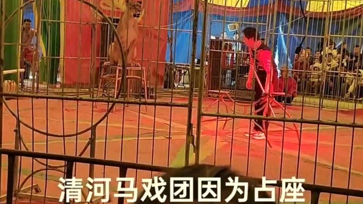 Awalnya kukira singa itu penampil, siapa sangka malah jadi penonton, hahaha