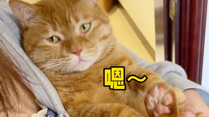 อย่างงี้เอง น้องแมวจริงๆ แล้วก็หึงได้! น้อยใจจนจะร้องไห้เลย…