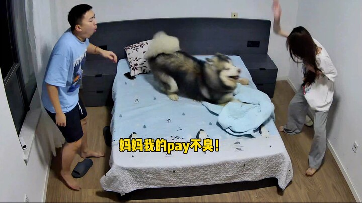 往哪放不好 偏偏往爹头上放pay