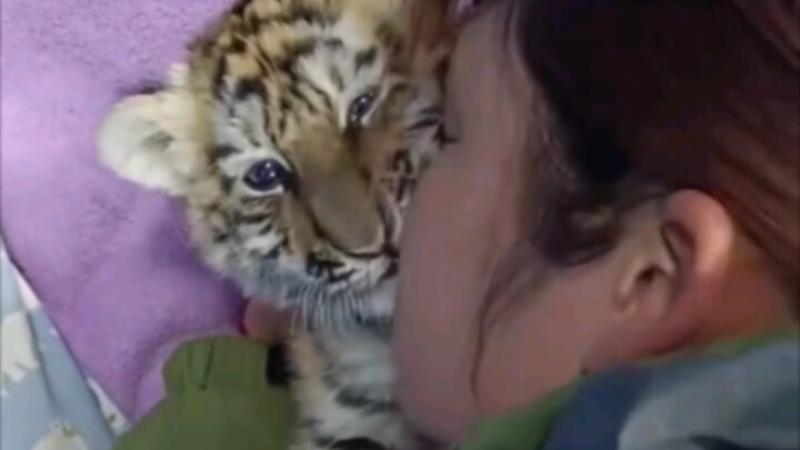 【Such a good little tiger baby! Let Mommy kiss you one more time!! 😘😘😘】
