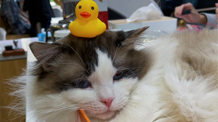 Does a bald head count as a work injury?