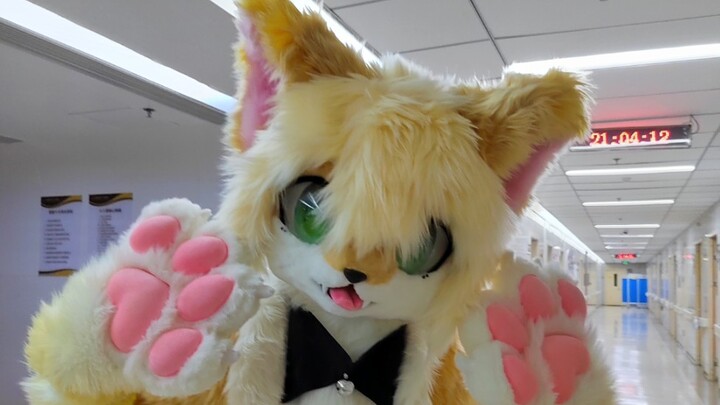 【兽装fursuit/开箱展示】一只黄毛狼狼出生在三次世界啦！~