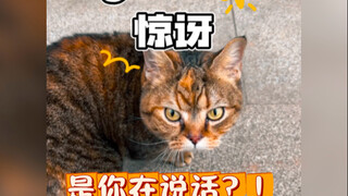 Berkat bahasa kucing, sang bibi yang menyaksikan seluruh aksinya pun ikut terkejut dan tertawa terba