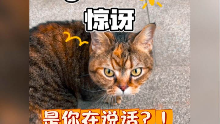 Meow means "cat." Even the auntie who witnessed the whole thing was utterly dumbfounded—hahaha!