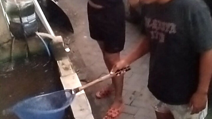 maling ikan