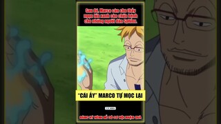 "Cái Ấy" của Marco có thể tự mọc lại One Piece #shorts