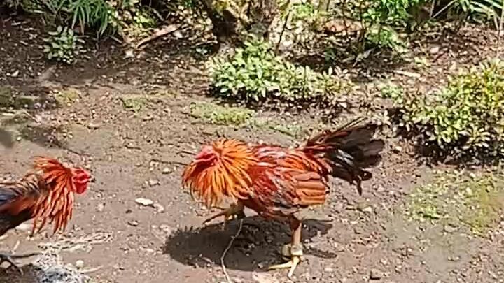 gold vs buyogin (pangalawang buyogin)🐓🐓