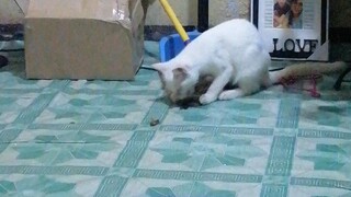 cat(😺)vs cockroach 🪳