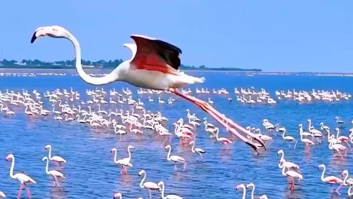 captures a mesmerizing scene of countless flamingos gathered at Pulicat Lake, In