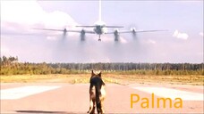 Dog Holds Up 1000 Planes Within 2 Years, Just To Look For His Owner