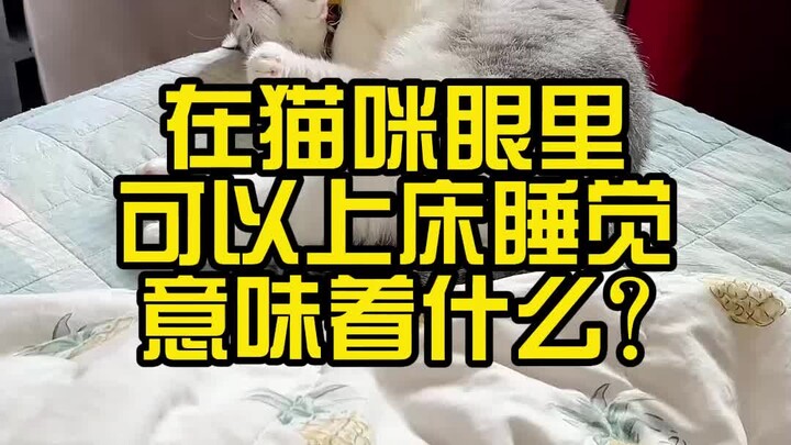 What does it mean for a cat to be allowed to sleep on the bed?