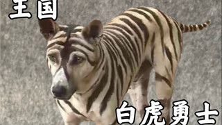 超能勇士王国系列白虎勇士，bw白虎勇士/白狗勇士