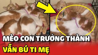 Bất lực trước 3 chú mèo ĐÃ LỚN to đùng vẫn còn mê BÚ TI mẹ 😂 | Yêu Lu