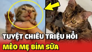 Cách TRIỆU HỒI một mèo mẹ BỈM SỮA thích TRỐN ĐI CHƠI 😂 | Yêu Lu