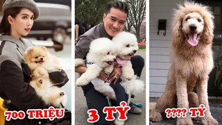 3 Tỷ 1 Con và 7 Con Chó Đắt Nhất Việt Nam Chỉ Nhà Giàu Mới Dám Nuôi