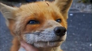 This fox can actually be freely petted? Looks like they're old friends!