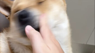 It's that time of year again when even dogs feel like sipping herbal tea!