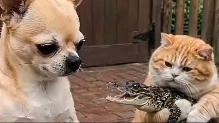 Watch until the end… the final reaction is EVERYTHING! 🤣