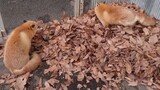 Animal|Two Little Foxes Scramble For Leaves Pile