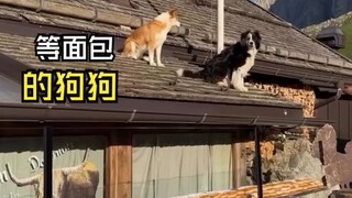 Those animal videos that lift your spirits!