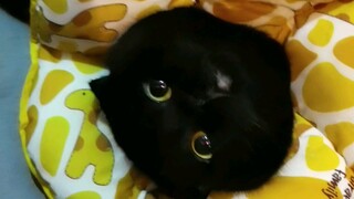 一只有洁癖的黑猫，也有想人的时候欧！