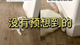 笑死，弹射猫