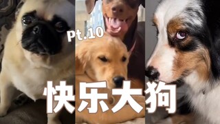 Kumpulan Anjing Besar yang Bahagia Bagian 10