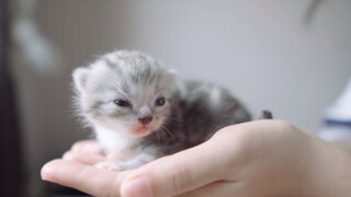 【Animal Circle】New-born kittens must be nursed immediately.