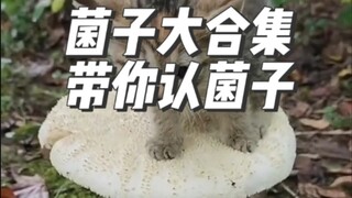 What kind of fungus is this? It can even grow kittens!