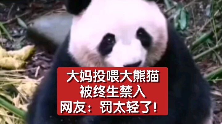 Seorang ibu-ibu memberi makan panda raksasa dan dilarang masuk seumur hidup. Netizen: Hukumannya ter