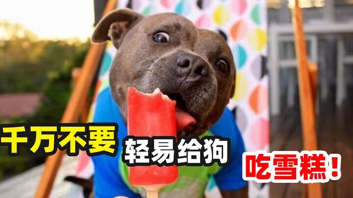 3 Must-Know Summer Cooling Tips for Dog Owners!