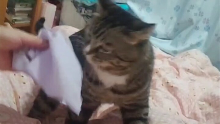 Mèo không hề hay biết trong cơ thể tôi đang xảy ra một cuộc chiến.