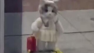 "Anak kucing tidak bisa berkelahi!"