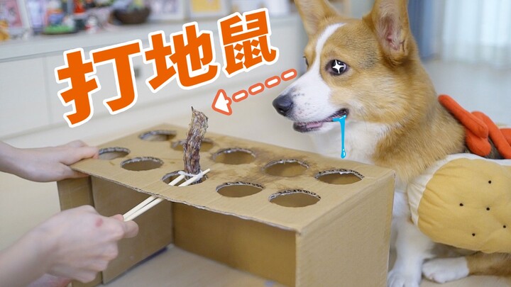 เอาหมาคอร์กี้มาเล่นเกมตีตุ่น ช่างเกินไปจริงๆ จนเจ้าตูบคลั่งวิ่งแย่งอาหาร [ดูบี้ขาสั้น]