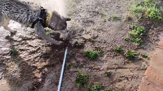 Động vật|Husky cắn vỡ ống nước.