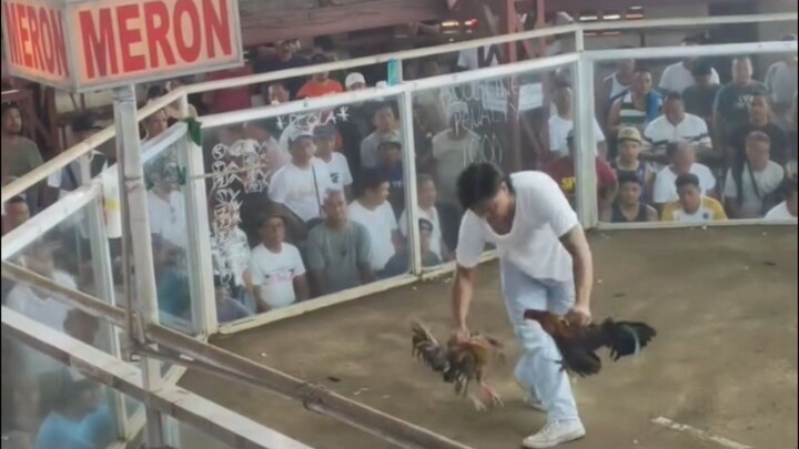 Super Brown Red na pandak. Bulik nakalaban @ Caceres Sports Arena