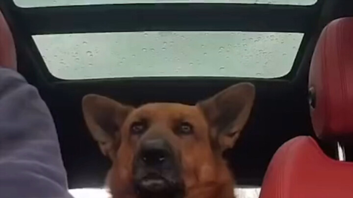The owner was chatting with the German Shepherd in the back seat, and the dog tilted its head and li