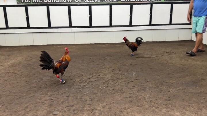 Mt banahaw super brown red (right) for my early bird breeding.