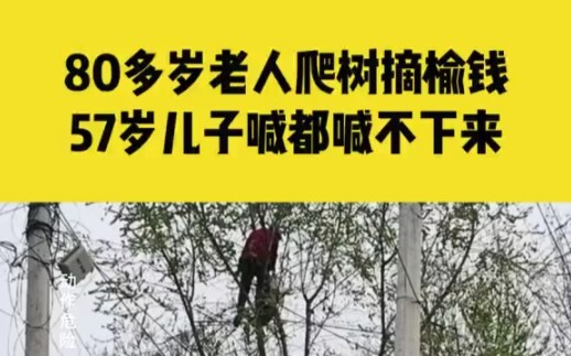 Ngày 20 tháng 3, tại Hứa Xương, Hà Nam: Cụ ông hơn 80 tuổi trèo lên cây cao để hái tiền du.