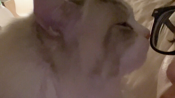 Kucing Kecil yang Sangat Kecanduan Manusia