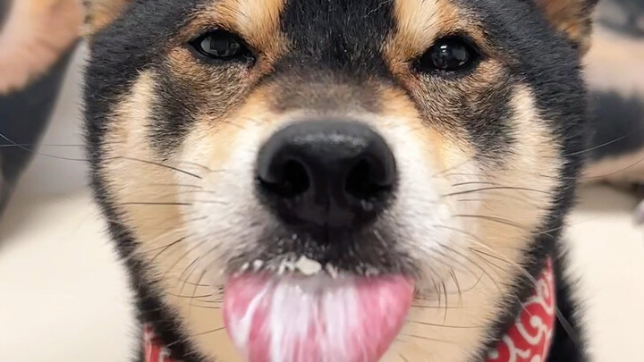 I’m just going to feed the leftover cold-brewed yogurt to the dog…