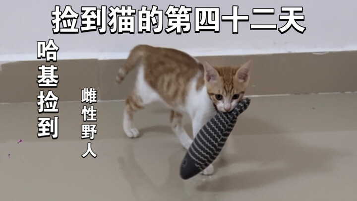 Ngày thứ bốn mươi hai kể từ khi nhặt được mèo: Haki nhặt được một cô nàng hoang dã, khiến phe người 