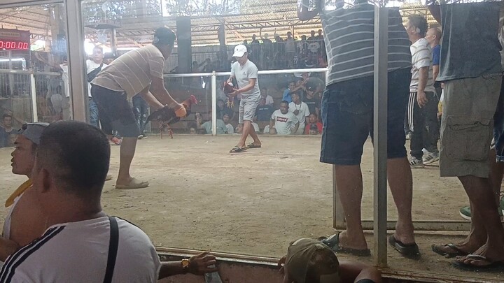 2cock/Stag Combo Derby at Aglayan Malaybalay City